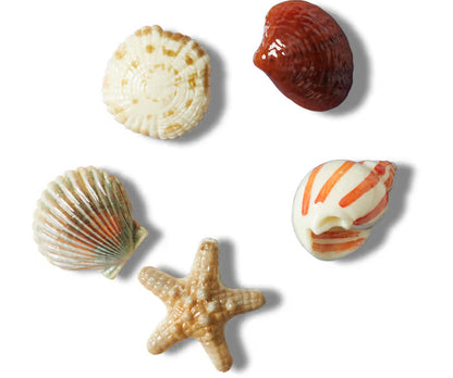 She Sells Seashells 5 Pack